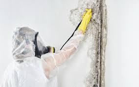  , USA Mold Remediation Pros